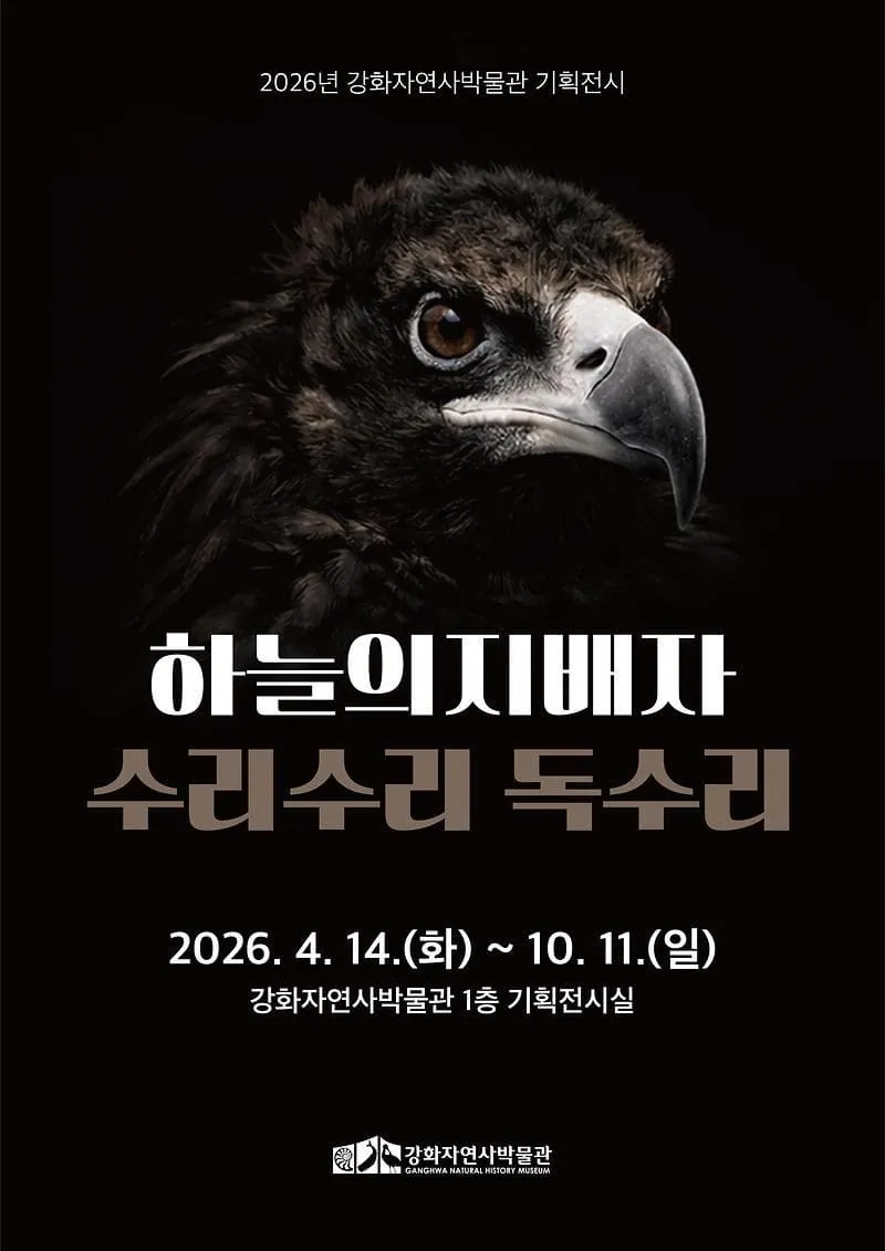 2026년 강화자연사박물관 상반기 기획전시 『하늘의 지배자 : 수리수리 독수리』 포스터